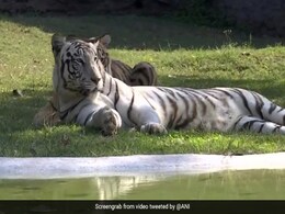 पर्यटकों के लिए 9 महीने बाद फिर से खुला छतबीड़ चिड़ियाघर पर्यटकों के लिए 9 महीने बाद फिर से खुला छतबीड़ चिड़ियाघर