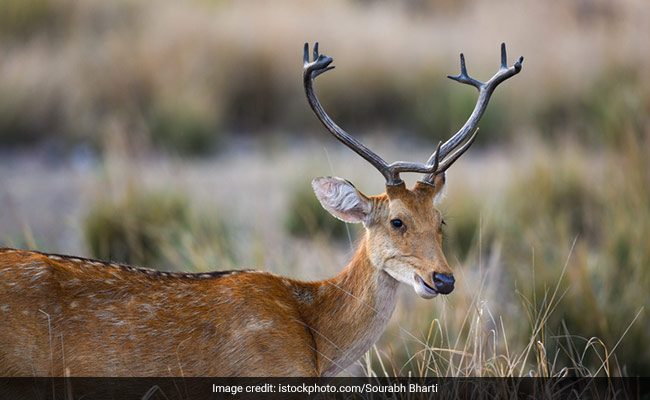 Centre Releases Management Report Of 146 National Parks, Wildlife Sanctuaries