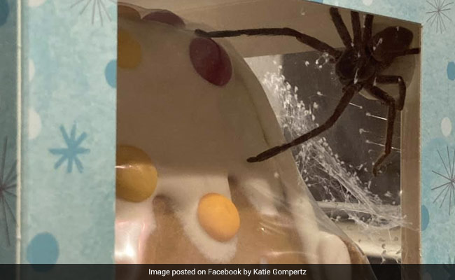 Woman Buys Gingerbread House, Finds Huge Huntsman Spider Inside