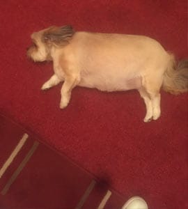 my dog ate a whole chicken