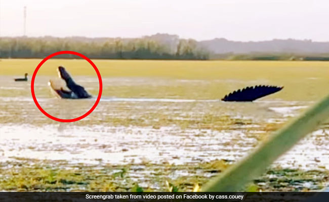 13 फुट के घड़ियाल ने चालाकी से किया बतख का शिकार, पीछे से आया और फिर... देखें Shocking Video