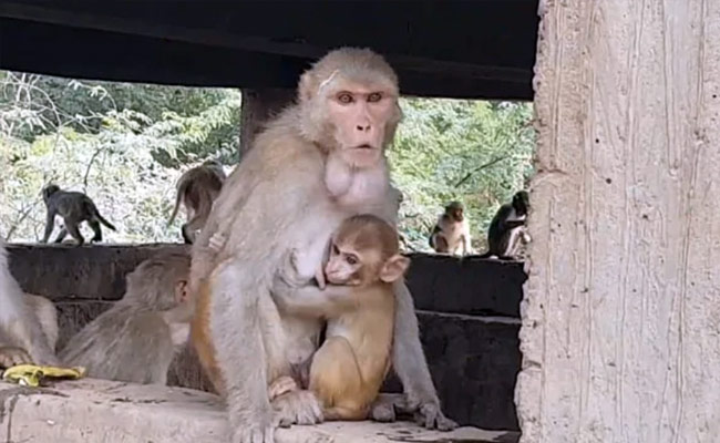 International Monkey Day 2020: आज है इंटरनेशनल मंकी डे, जानें- क्यों मनाया जाता है ये दिन