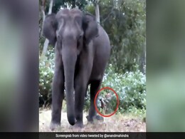 हाथी के पीछे झाड़ियों में छिपा बैठा दिखा बाघ, ऐसे देख रहा था शिकार, आनंद महिंद्रा ने दिया ऐसा रिएक्शन - देखें Video हाथी के पीछे झाड़ियों में छिपा बैठा दिखा बाघ, ऐसे देख रहा था शिकार, आनंद महिंद्रा ने दिया ऐसा रिएक्शन - देखें Video