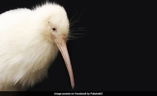 Manukura, New Zealand's Rare White Kiwi, Dies After Surgery