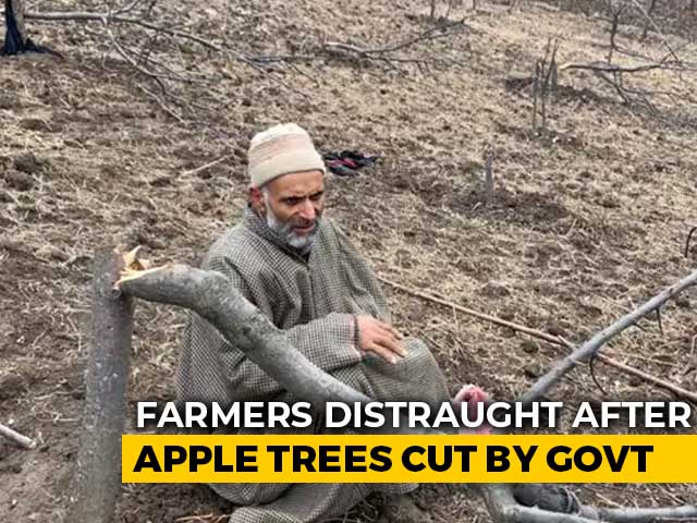 Kashmir Forest Land Drive Fells Thousands Of Apple Trees, Evicts Tribals