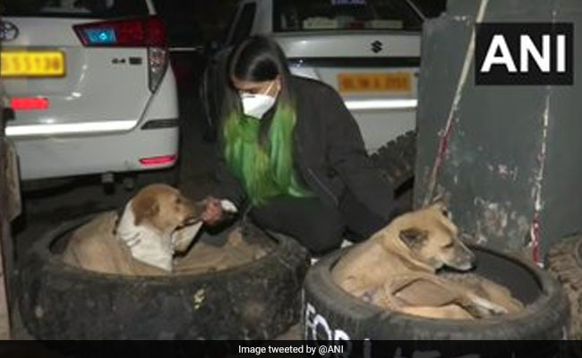 कड़ाके की ठंड में सड़क के कुत्तों का ख्याल रख रही है यह लड़की, टायर से बेड बनाकर सर्दी से कुत्तों का यूं कर रही बचाव