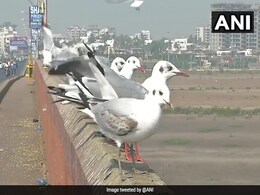 Watch: Migratory Birds, The Brown Headed Gulls, Arrive In Surat Watch: Migratory Birds, The Brown Headed Gulls, Arrive In Surat