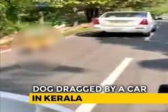 Dog Tied To Car, Dragged On Road In Kerala; Driver Arrested Dog Tied To Car, Dragged On Road In Kerala; Driver Arrested