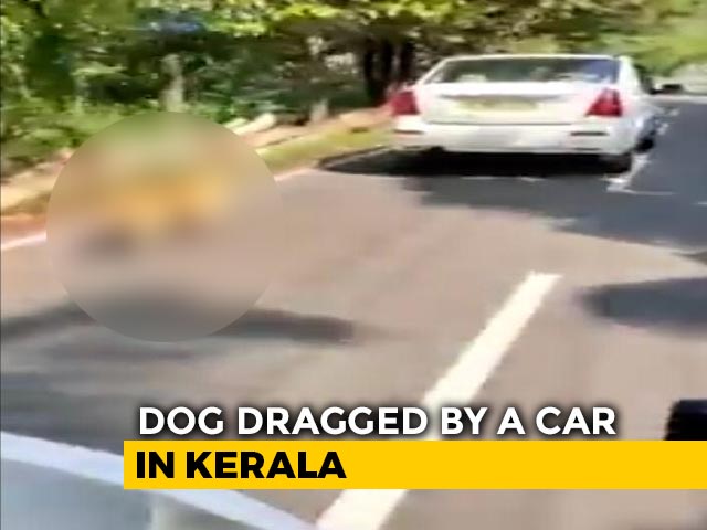 Dog Tied To Car, Dragged On Road In Kerala; Driver Arrested