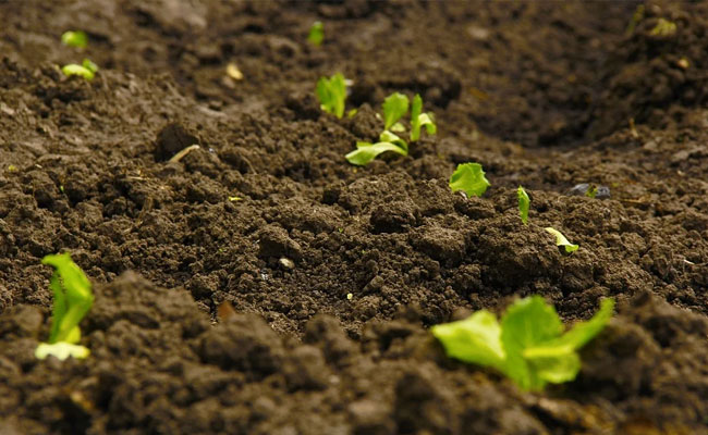 World Soil Day 2020: What We Can Do To Stop Soil Pollution