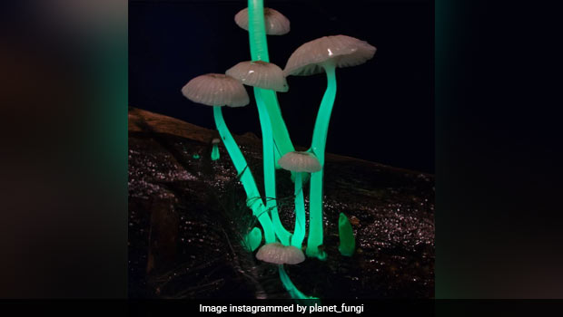 'Glowing' Mushrooms Found By Scientists In Meghalaya; Here's All You Need To Know