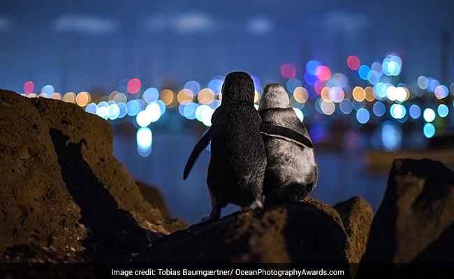 Pic Of 2 Widowed Penguins Comforting Each Other Wins Photography Contest
