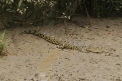 World's Largest White Crocodile Park Reopens In Odisha World's Largest White Crocodile Park Reopens In Odisha