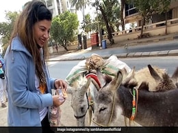 बिग बॉस फेम इस एक्ट्रेस ने गधों को देख रोक ली कार, खिलाए Parle-G बिस्कुट- देखें मजेदार Video बिग बॉस फेम इस एक्ट्रेस ने गधों को देख रोक ली कार, खिलाए Parle-G बिस्कुट- देखें मजेदार Video