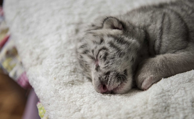 Rare White Tiger Cub Found Abandoned On Greek Street: Animal Park