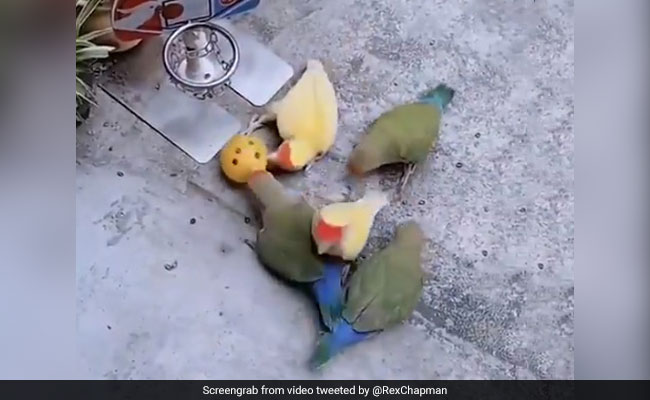 पक्षियों ने शानदार अंदाज से खेला बास्केटबॉल, चोंच से गेंद को उठाकर ऐसे डाली अंदर, 6 लाख बार देखा गया Video