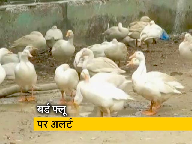बर्ड फ्लू को लेकर दिल्ली में अलर्ट बर्ड फ्लू को लेकर दिल्ली में अलर्ट