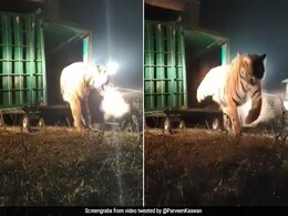 "Is This Tigress From Bandhavgarh Smoking?" Asks IFS Officer. Watch Viral Video "Is This Tigress From Bandhavgarh Smoking?" Asks IFS Officer. Watch Viral Video