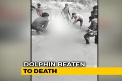 Gangetic Dolphin Beaten To Death In UP, 3 Arrested As Video Goes Viral Gangetic Dolphin Beaten To Death In UP, 3 Arrested As Video Goes Viral