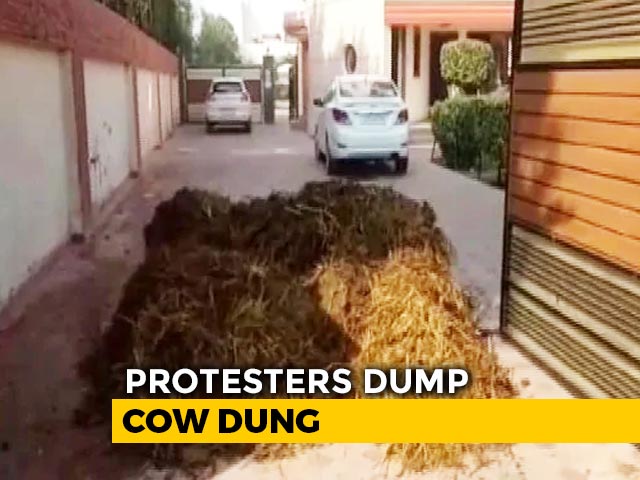 Cow Dung Dumped At BJP Leader's House In Punjab