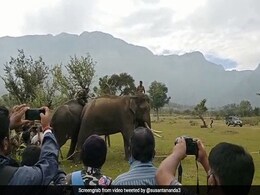 हाथी की पीठ पर लगी चोट, तो दूसरे हाथियों ने ऐसे किया इलाज, देखें Viral Video हाथी की पीठ पर लगी चोट, तो दूसरे हाथियों ने ऐसे किया इलाज, देखें Viral Video