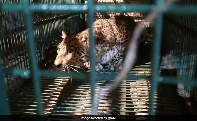 Leopard Stuck In Wire Mesh Rescued In West Bengal