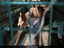 Leopard Stuck In Wire Mesh Rescued In West Bengal Leopard Stuck In Wire Mesh Rescued In West Bengal