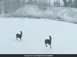 टोनी कक्कड़ ने शेयर किया हिरणों का वायरल Video, 'लैला' सॉन्ग पर यूं कुलांचे भरते आए नजर टोनी कक्कड़ ने शेयर किया हिरणों का वायरल Video, 'लैला' सॉन्ग पर यूं कुलांचे भरते आए नजर