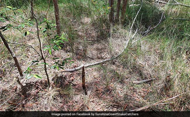 Spot The Venomous Snake Hiding In This Pic. It's Very Tough