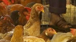 कोविडनंतर H5N1 Bird Flu ठरेल दुसरी महासाथ, शास्त्रज्ञांकडून अलर्ट&nbsp;