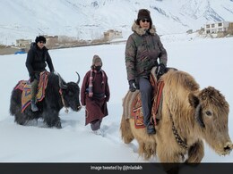 Yak Riding At -20 Degrees Is Part Of This Winter Sports Event, See Pics Yak Riding At -20 Degrees Is Part Of This Winter Sports Event, See Pics