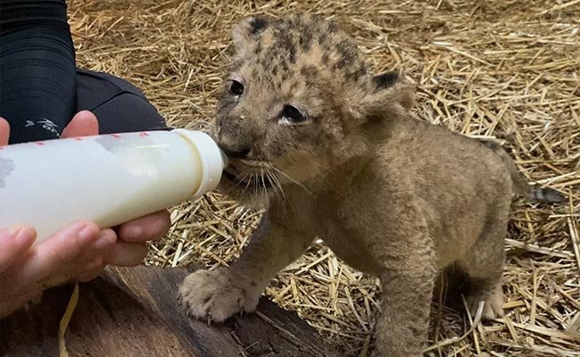 Singapore Zoo Welcomes Country's First Artificially Conceived Lion Cub Simba