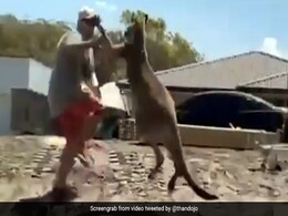 शख्स ने कंगारू से लिया पंगा, पत्थर मारा तो जानवर ने ऐसे बरसाए मुक्के - देखें Viral Video शख्स ने कंगारू से लिया पंगा, पत्थर मारा तो जानवर ने ऐसे बरसाए मुक्के - देखें Viral Video