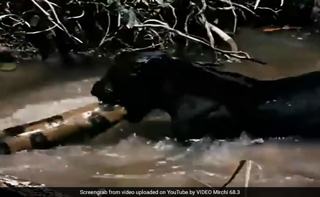 Terrifying Video Shows Black Panther Trying To Drag Anaconda Out Of Water