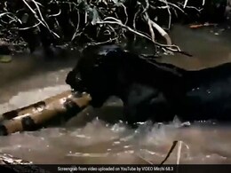 Terrifying Video Shows Black Panther Trying To Drag Anaconda Out Of Water Terrifying Video Shows Black Panther Trying To Drag Anaconda Out Of Water