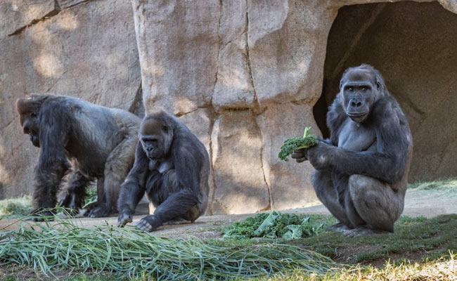 Gorillas At San Diego Zoo Safari Park In US Diagnosed With Coronavirus