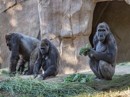 Gorillas At San Diego Zoo Safari Park In US Diagnosed With Coronavirus Gorillas At San Diego Zoo Safari Park In US Diagnosed With Coronavirus