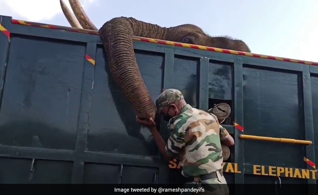 Tamil Nadu Forest Ranger's Tearful Goodbye To Elephant In Heart-Wrenching Video