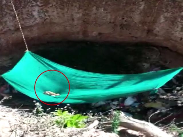 Dog, Puppies Rescued After 4 Days From Abandoned Well In Karnataka