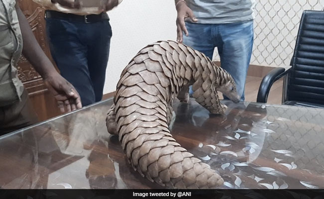 Pangolin Rescued From Smugglers, Released In Forest Area In Odisha