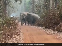 हाथियों का यह परिवार जीत लेगा आपका दिल, गिनकर बताइए इस Video में कितने हाथी हैं ? हाथियों का यह परिवार जीत लेगा आपका दिल, गिनकर बताइए इस Video में कितने हाथी हैं ?