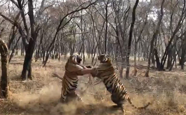 "Clash Of Titans, Only From India": Forest Officer's Tiger Fight Video