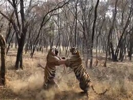 "Clash Of Titans, Only From India": Forest Officer's Tiger Fight Video "Clash Of Titans, Only From India": Forest Officer's Tiger Fight Video