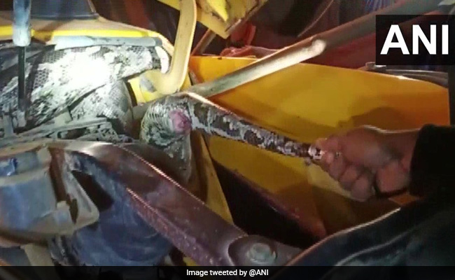 Two Giant Pythons Found Inside JCB Machine In Odisha