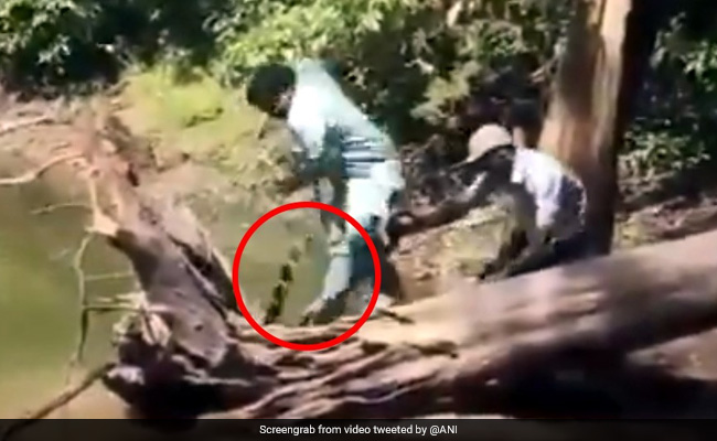 नदी में उतरकर जानवर को पकड़ रहा था शख्स, अचानक कर दिया कोबरा ने Attack - देखें पूरा Video