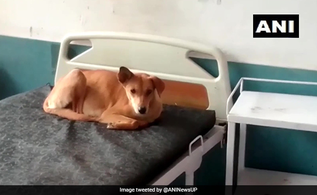 Dogs Enter Wards, Lie On Beds At UP Hospital