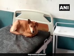 Dogs Enter Wards, Lie On Beds At UP Hospital Dogs Enter Wards, Lie On Beds At UP Hospital