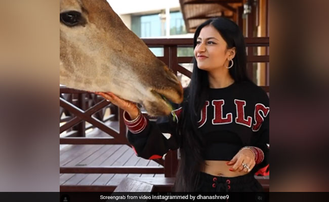 धनाश्री वर्मा संग जिराफ को चारा खिलाते नजर युजवेंद्र चहल, वायरल हुआ Video