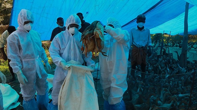 Here Are 7 Prevention Tips Against Avian Influenza Virus