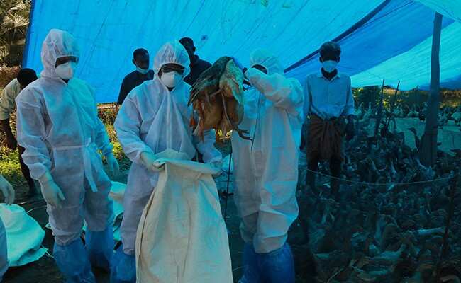 Bird Flu In India: इन 7 राज्यों समेत महाराष्ट्र और दिल्ली में भी बर्ड फ्लू से खलबली, जानें अबतक किस राज्य में कितने पक्षी मरे